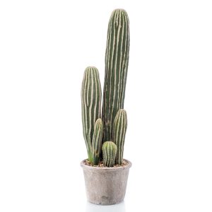 CACTUS DE INTERIOR